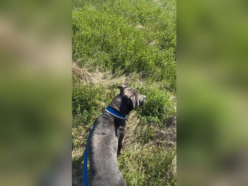 Ace sucht ein neues Zuhause
