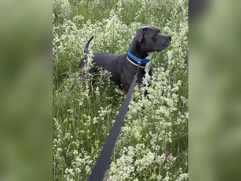 Ace sucht ein neues Zuhause