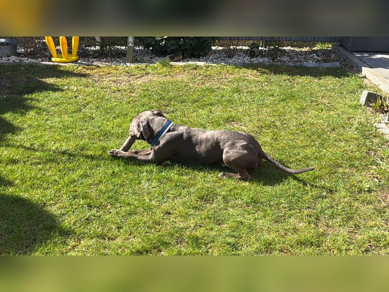 American Staffordshire Terrier „Ace“ sucht neues Zuhause