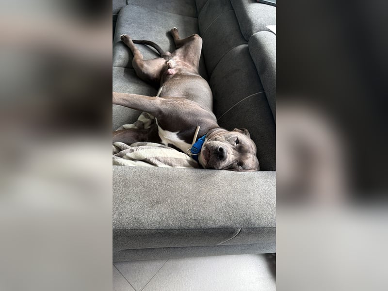 Ace sucht ein neues Zuhause