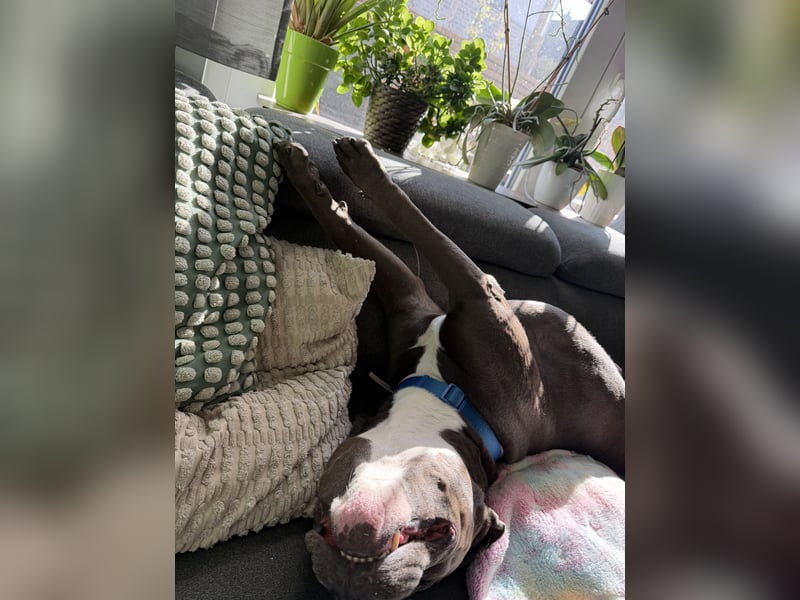 Ace sucht ein neues Zuhause