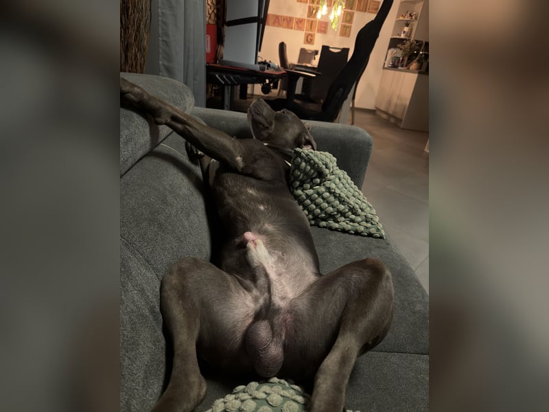 American Staffordshire Terrier „Ace“ sucht neues Zuhause