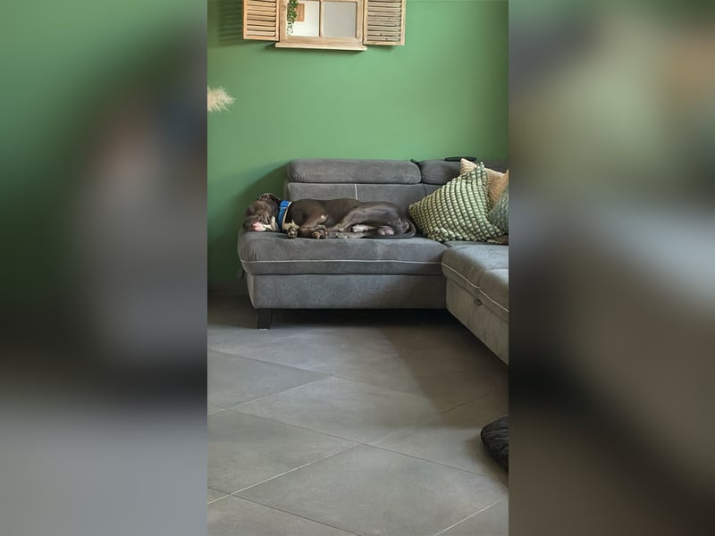 American Staffordshire Terrier „Ace“ sucht neues Zuhause