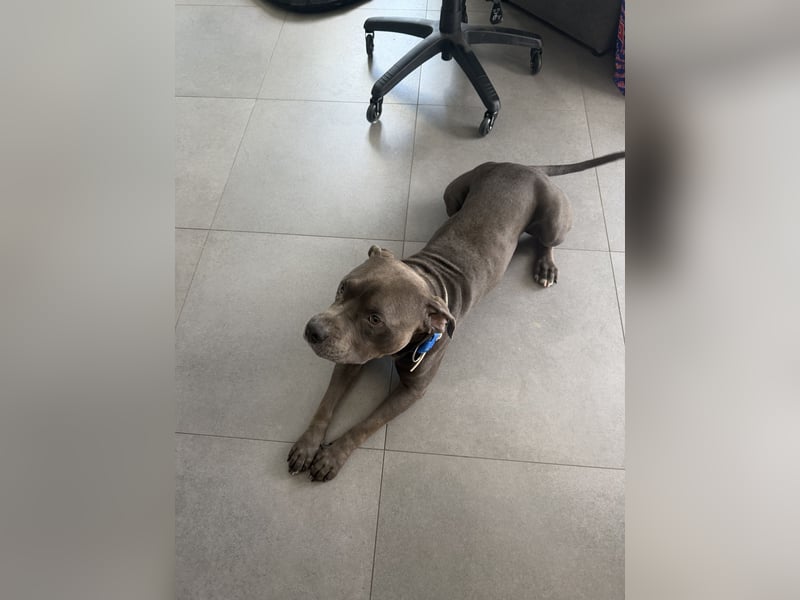 Ace sucht ein neues Zuhause