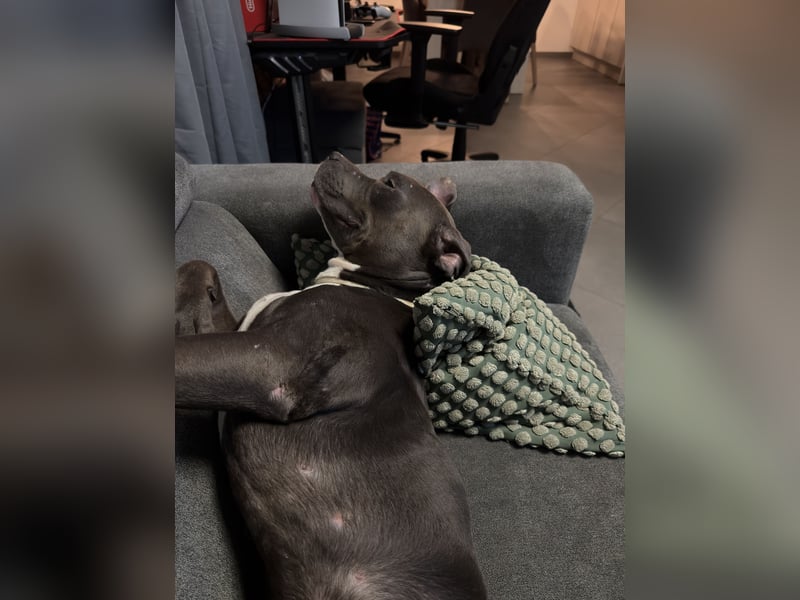 American Staffordshire Terrier „Ace“ sucht neues Zuhause