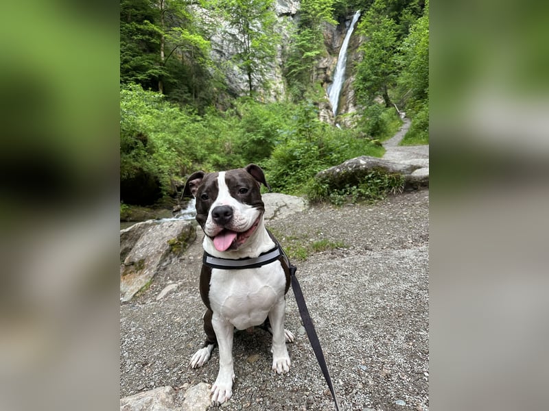 Kobe sucht ein liebevolles zuhause/ zu verschenken