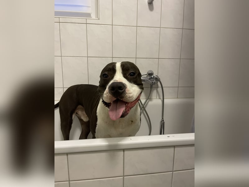 Kobe sucht ein liebevolles zuhause/ zu verschenken