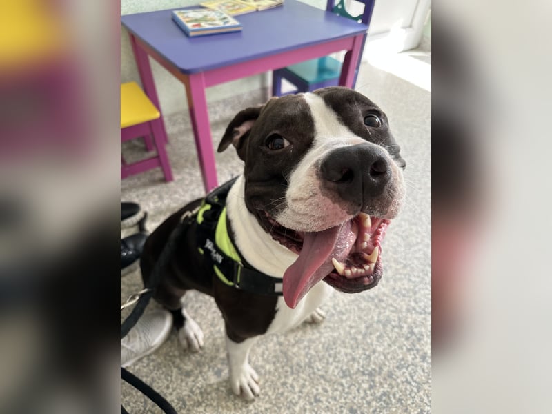 Kobe sucht ein liebevolles zuhause/ zu verschenken