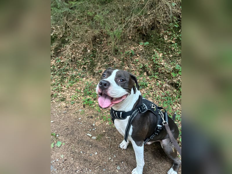 Kobe sucht ein liebevolles zuhause/ zu verschenken