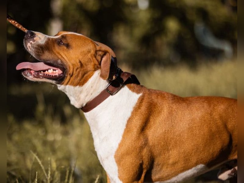 Staff-Rüde ♥RED♥ sucht seine Menschen (außerhalb D)