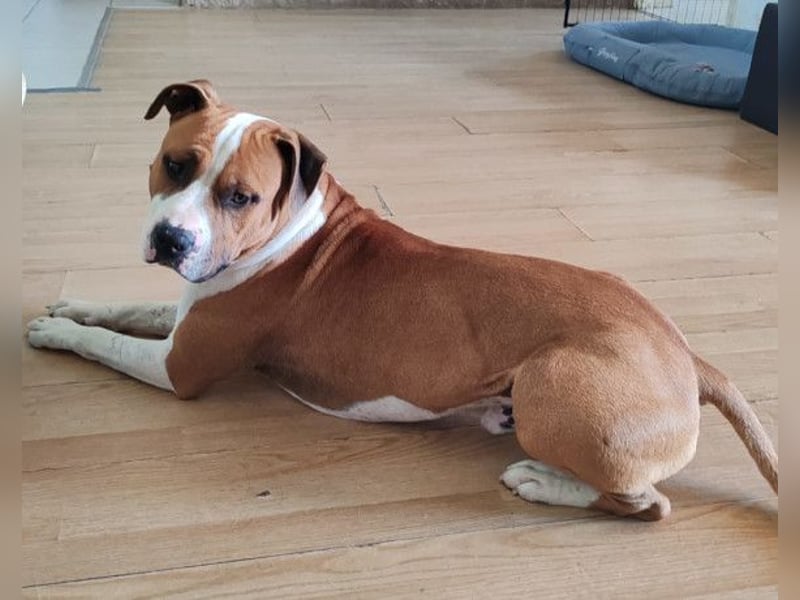 Staff-Rüde ♥RED♥ sucht seine Menschen (außerhalb D)