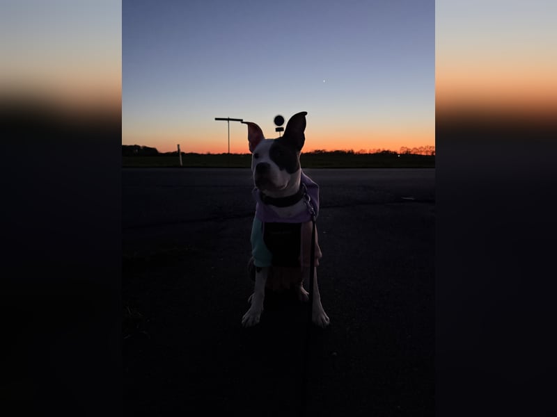 American Stafford Terrier Hündinnen
