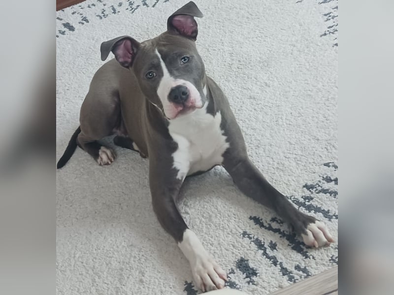 American Stafford Terrier Hündinnen