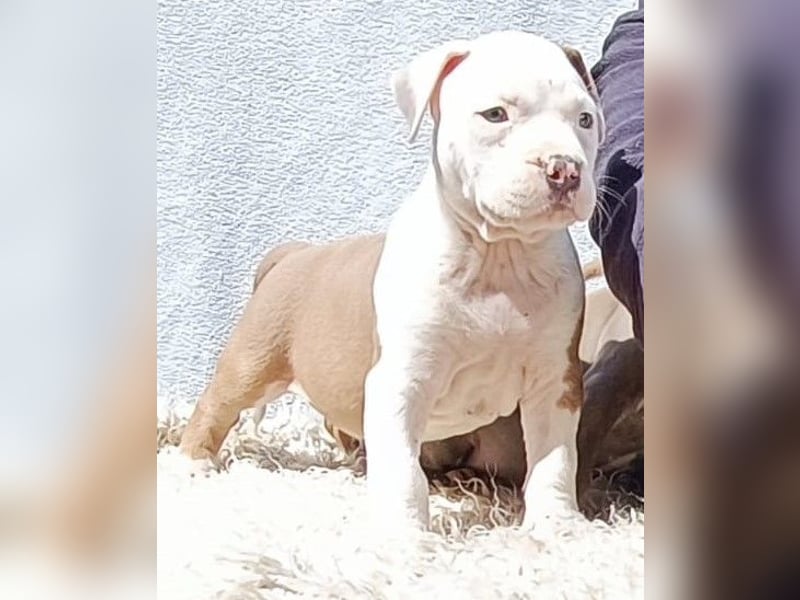 American Staffordshire Terrier Blau mit Stammbaum