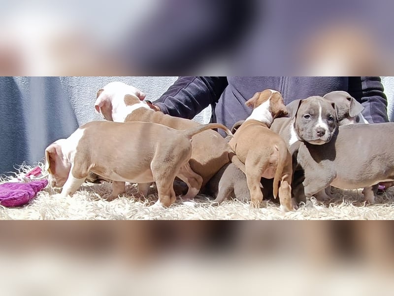 American Staffordshire Terrier Blau mit Stammbaum