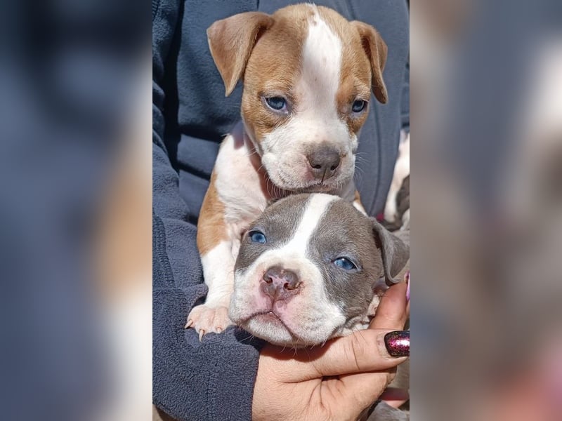 American Staffordshire Terrier Blau mit Stammbaum
