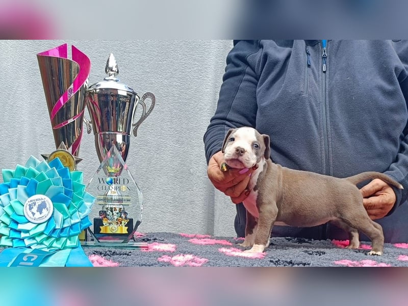 American Staffordshire Terrier Blau mit Stammbaum