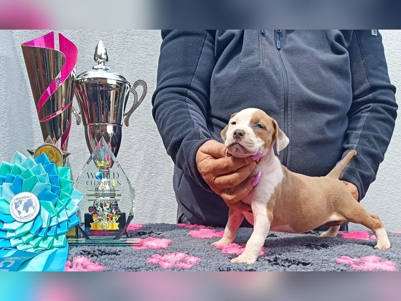 American Staffordshire Terrier Blau mit Stammbaum