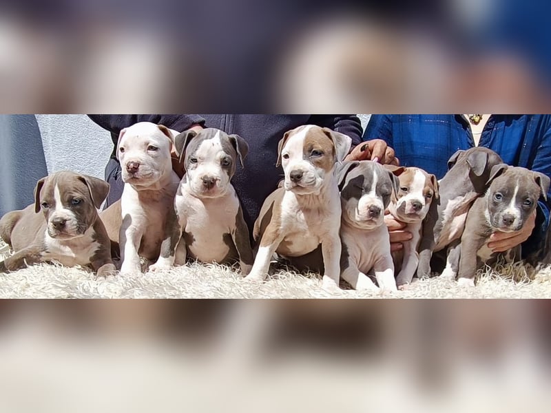 American Staffordshire Terrier Blau mit Stammbaum