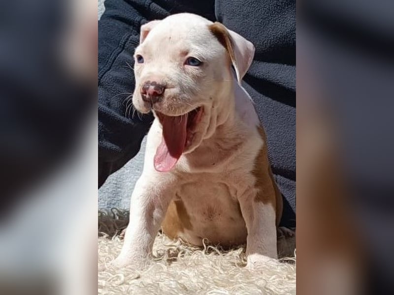 American Staffordshire Terrier Blau mit Stammbaum