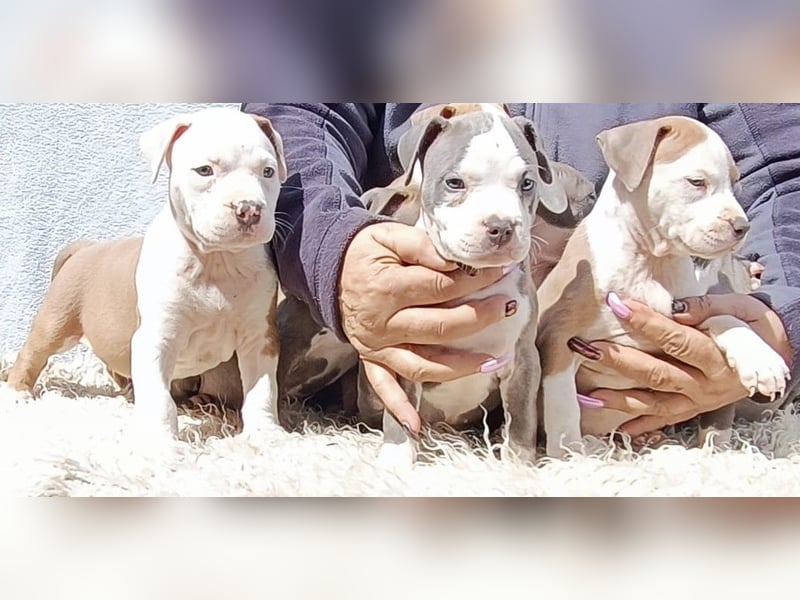 American Staffordshire Terrier Blau mit Stammbaum