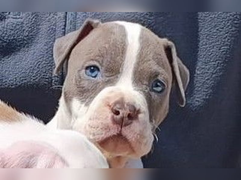 American Staffordshire Terrier Blau mit Stammbaum