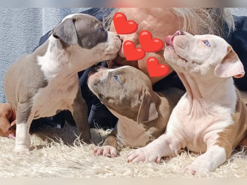 American Staffordshire Terrier Blau mit Stammbaum