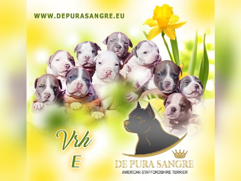 American Staffordshire Terrier Blau mit Stammbaum