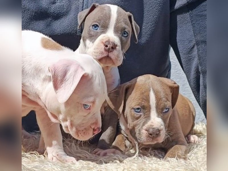American Staffordshire Terrier Blau mit Stammbaum