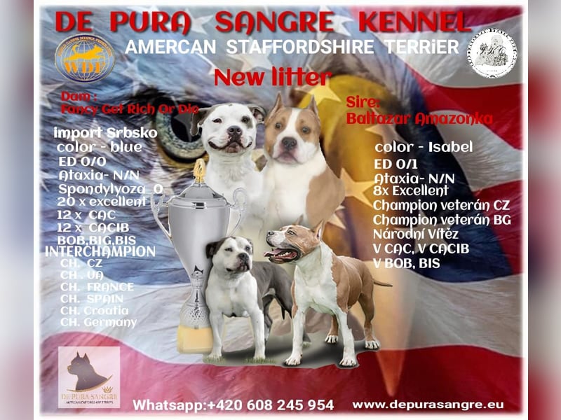 American Staffordshire Terrier Blau mit Stammbaum