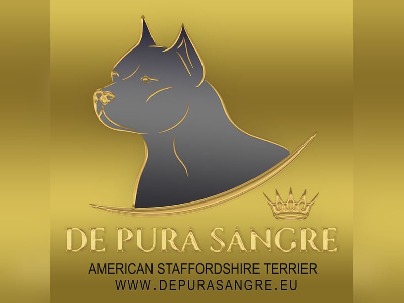 American Staffordshire Terrier Blau mit Stammbaum