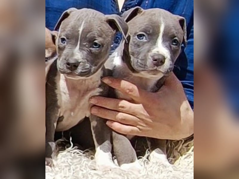 American Staffordshire Terrier Blau mit Stammbaum