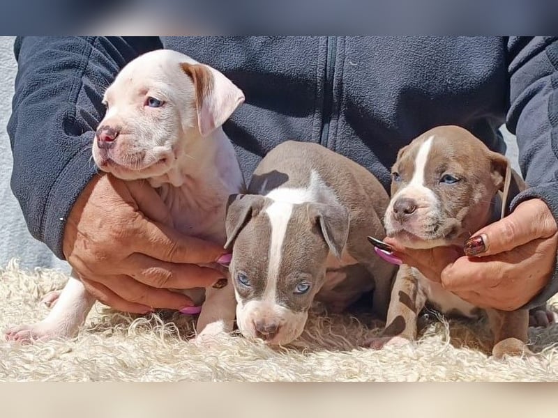 American Staffordshire Terrier Blau mit Stammbaum