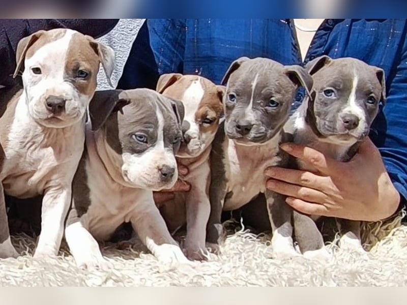 American Staffordshire Terrier Blau mit Stammbaum