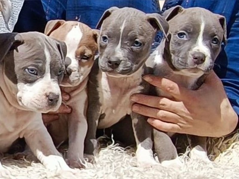 American Staffordshire Terrier Blau mit Stammbaum