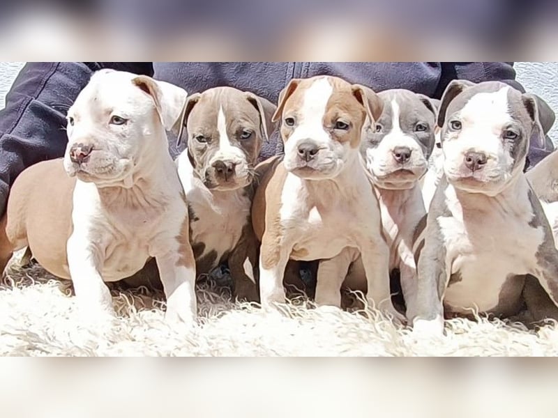 American Staffordshire Terrier Blau mit Stammbaum