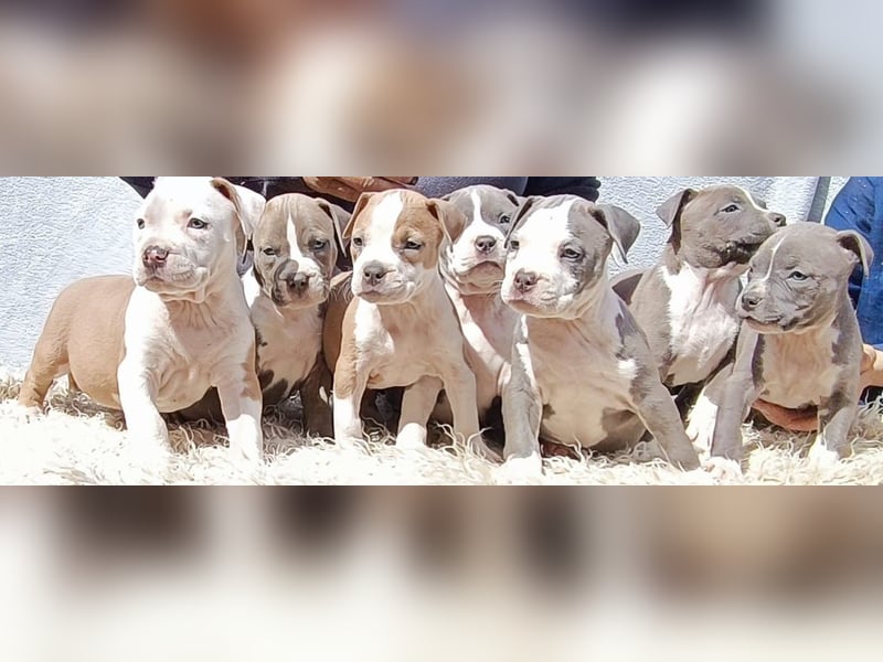 American Staffordshire Terrier Blau mit Stammbaum