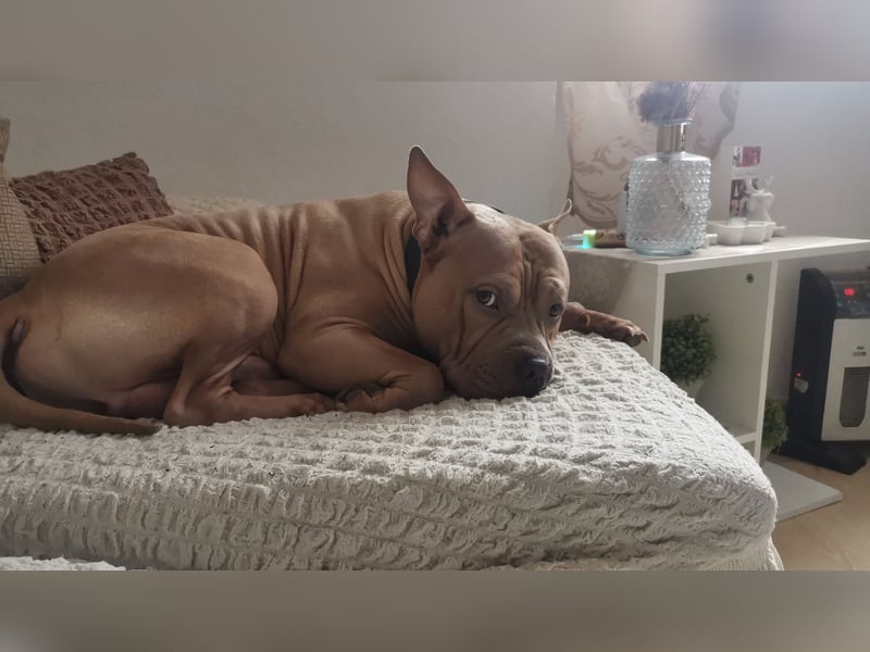 American staffordshire ( Tyson ) ab zu geben