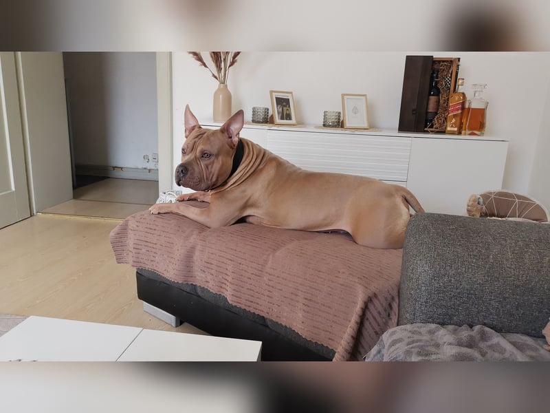American staffordshire ( Tyson ) ab zu geben