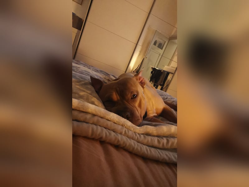 American staffordshire ( Tyson ) ab zu geben