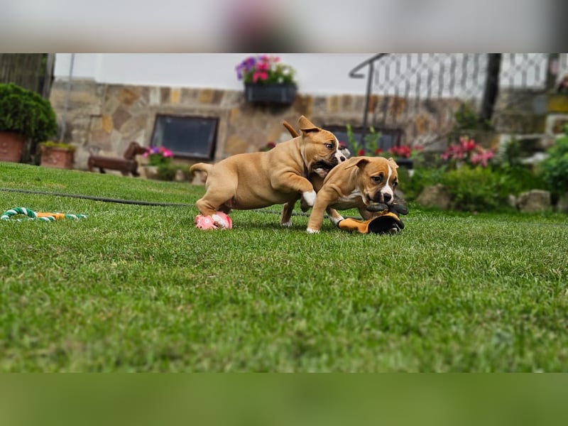 American Staffordshire terrier