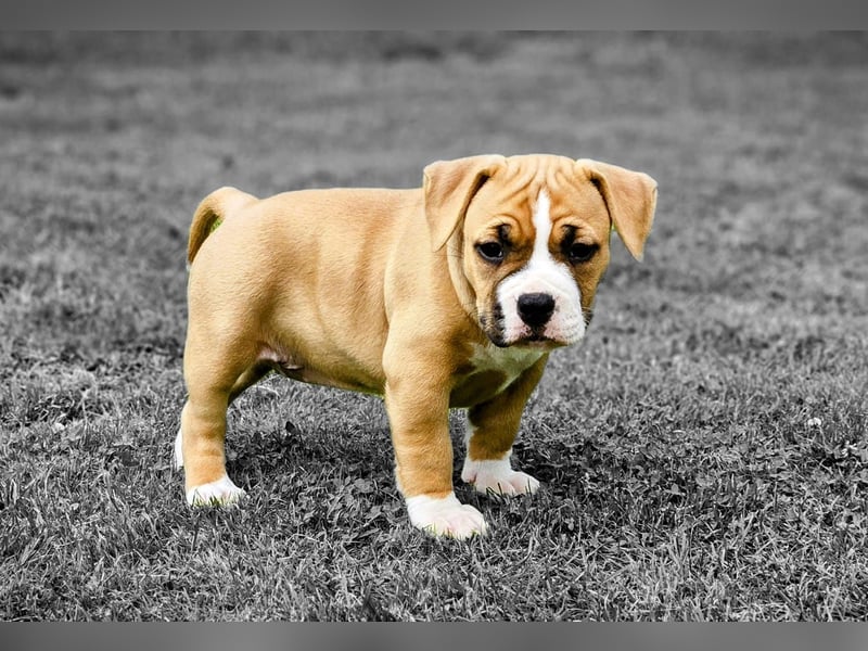 American Staffordshire terrier