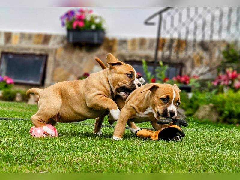 American Staffordshire terrier