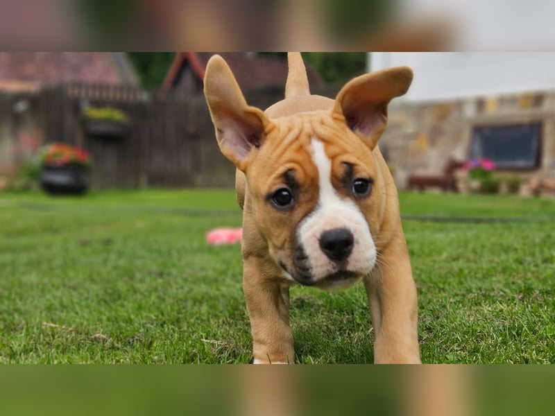 American Staffordshire terrier