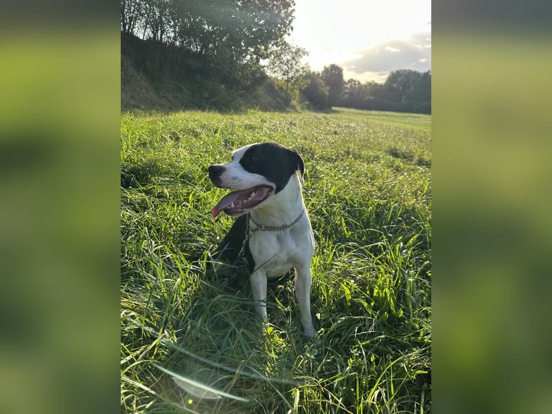 Liebevolle American Staffordshire Terrier Hündin sucht neues Zuhause