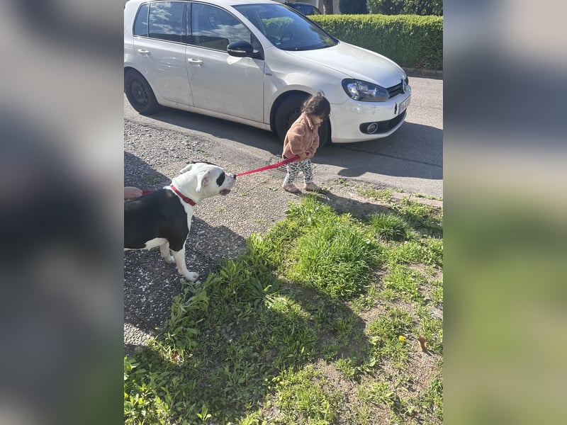 Liebevolle American Staffordshire Terrier Hündin sucht neues Zuhause