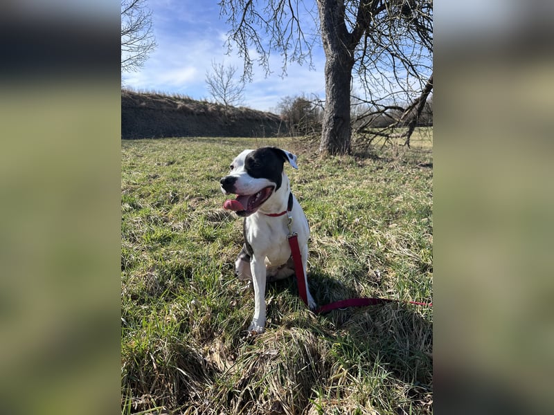 Liebevolle American Staffordshire Terrier Hündin sucht neues Zuhause