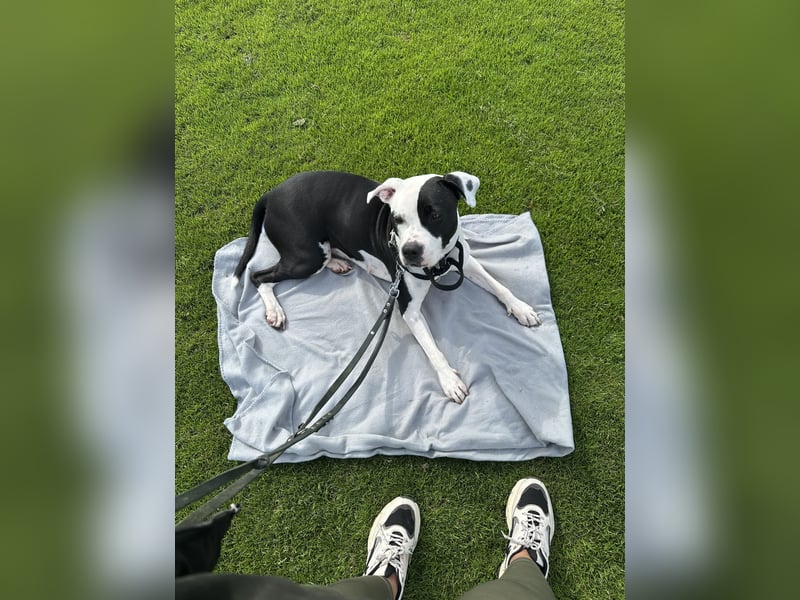 Liebevolle American Staffordshire Terrier Hündin sucht neues Zuhause