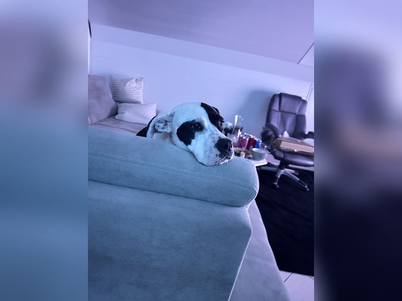 Liebevolle American Staffordshire Terrier Hündin sucht neues Zuhause