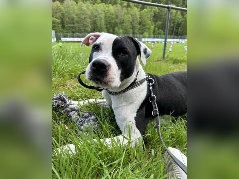 Liebevolle American Staffordshire Terrier Hündin sucht neues Zuhause
